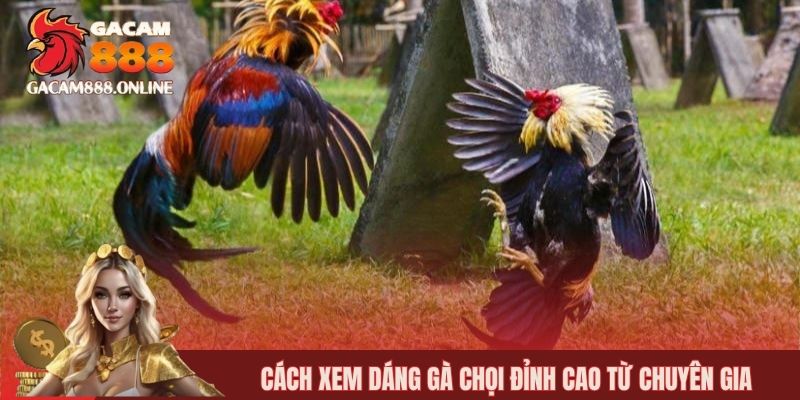Cách xem dáng gà chọi đỉnh cao từ chuyên gia