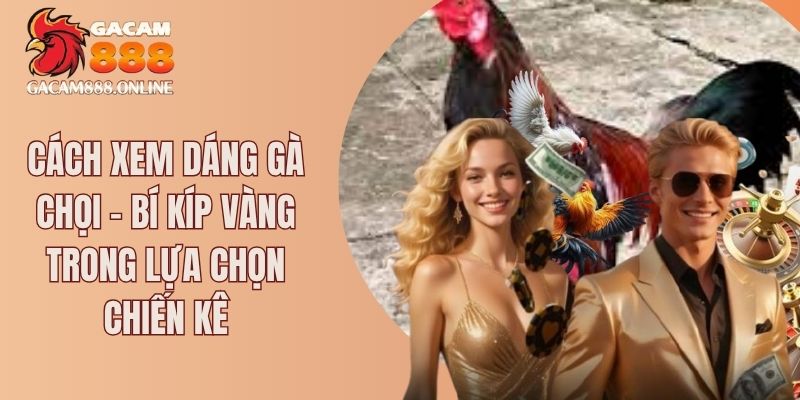 Cách xem dáng gà chọi