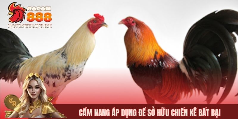 Cẩm nang áp dụng để sở hữu chiến kê bất bại