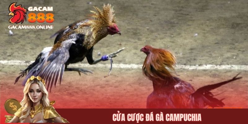 Cửa cược đá gà Campuchia