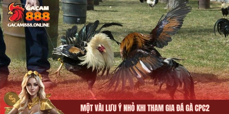 Một vài lưu ý nhỏ khi tham gia đá gà CPC2