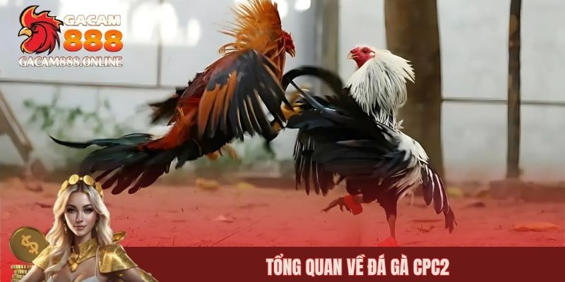 Tổng quan về đá gà CPC2