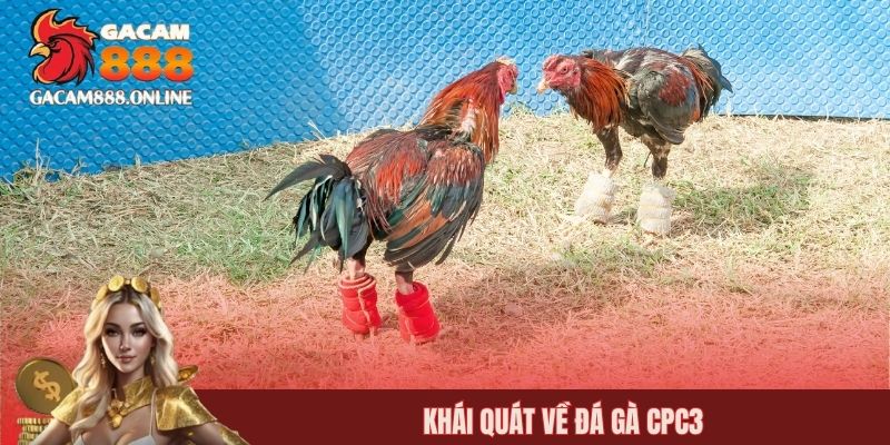 Khái quát về đá gà CPC3