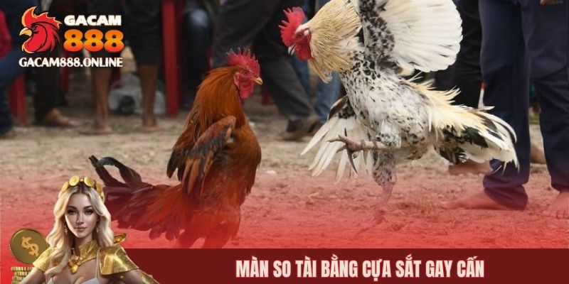 Màn so tài bằng cựa sắt gay cấn