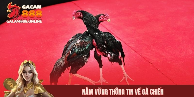 Nắm vững thông tin về gà chiến