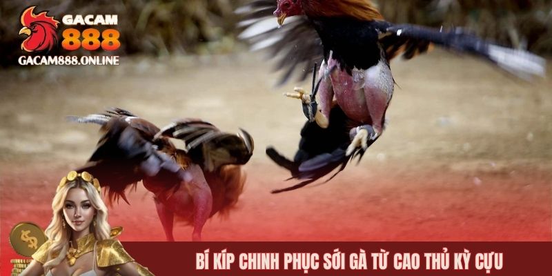 Bí kíp chinh phục sới gà từ cao thủ kỳ cựu
