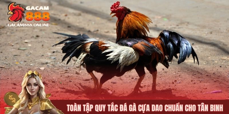 Toàn tập quy tắc đá gà cựa dao chuẩn cho tân binh