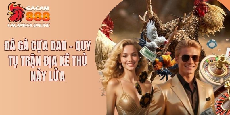Đá gà cựa dao