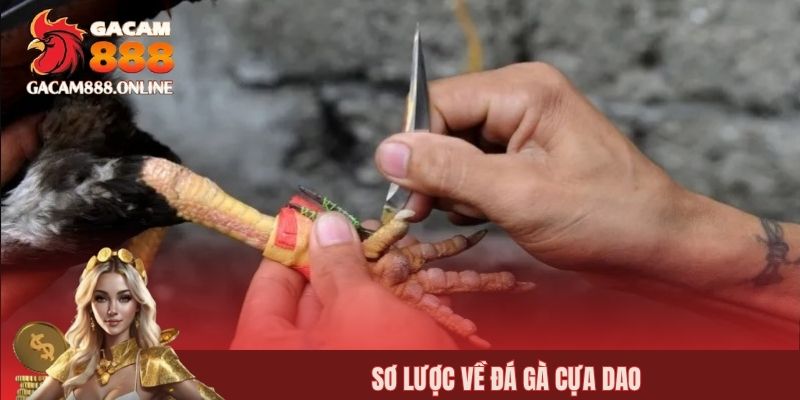 Sơ lược về đá gà cựa dao