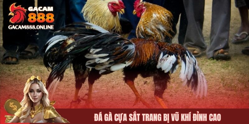 Đá gà cựa sắt trang bị vũ khí đỉnh cao