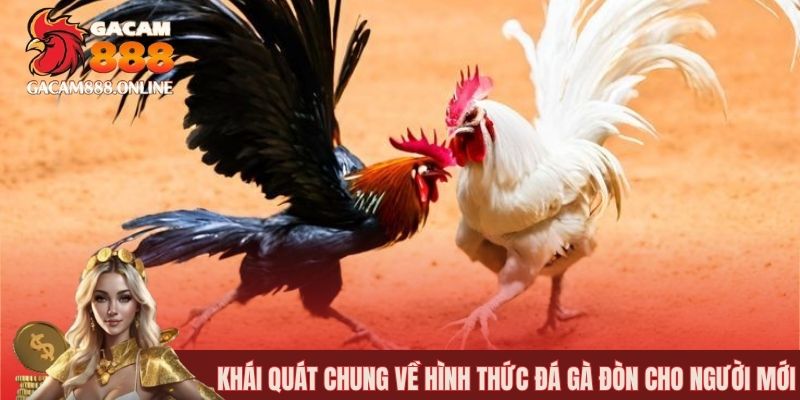 Khái quát chung về hình thức đá gà đòn cho người mới