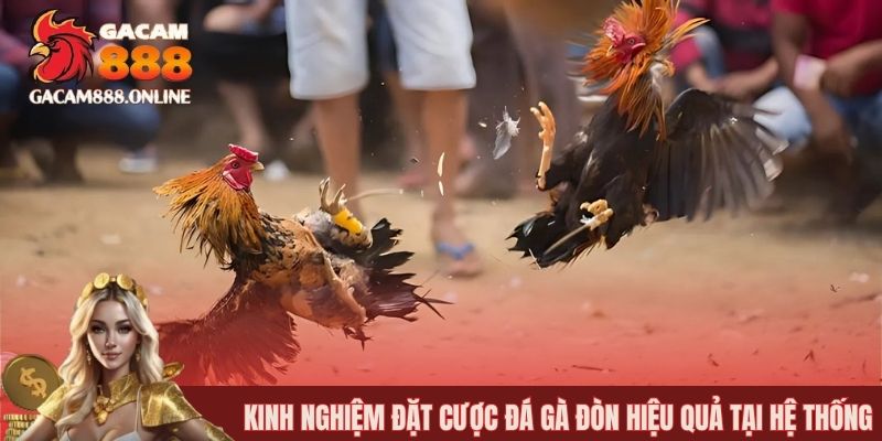 Kinh nghiệm đặt cược đá gà đòn hiệu quả tại hệ thống