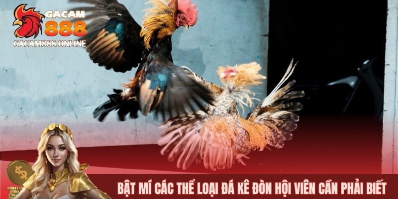 Bật mí các thể loại đá kê đòn hội viên cần phải biết
