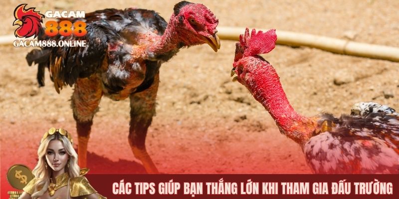 Các tips giúp bạn thắng lớn khi tham gia đấu trường