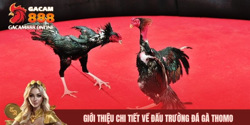 Giới thiệu chi tiết về đấu trường đá gà Thomo