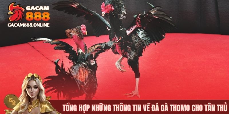 Tổng hợp những thông tin về đá gà Thomo cho tân thủ