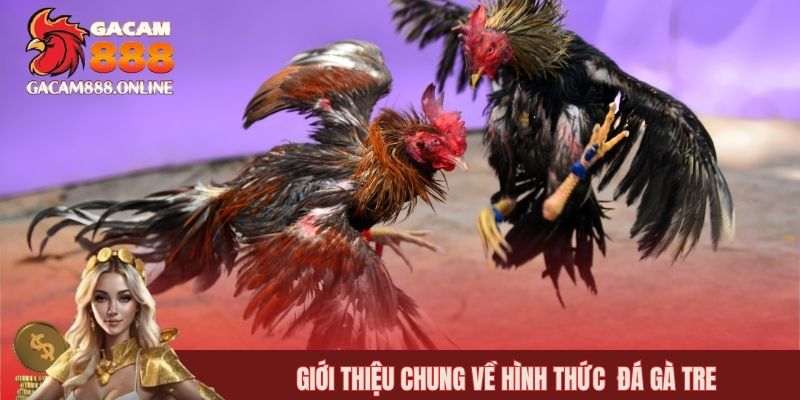 Giới thiệu chung về hình thức đá gà tre