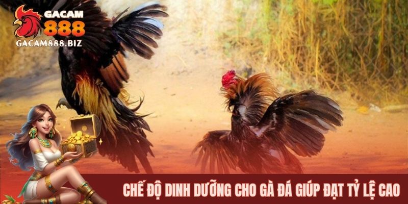 Bổ sung các thức phẩm giàu dinh dưỡng giúp gà cứng cáp hơn