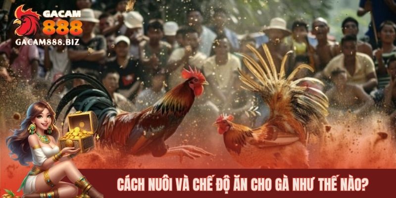 Cách nuôi đơn giản nhất là quan tâm đến chế độ ăn của gà