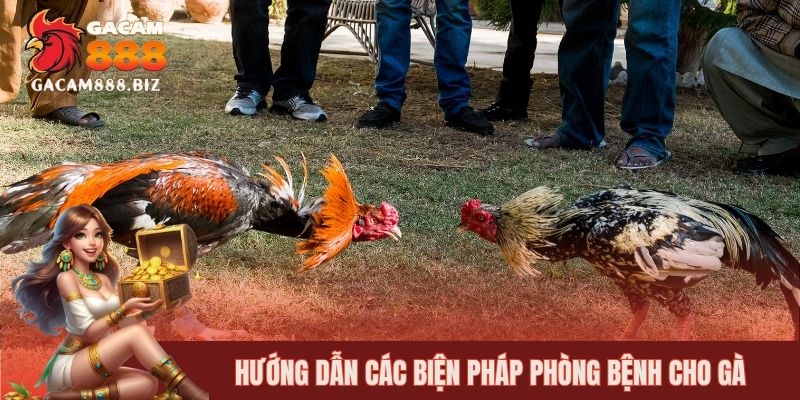 Quan tâm đến vệ sinh chuồng trại để hạn chế bệnh cho gà