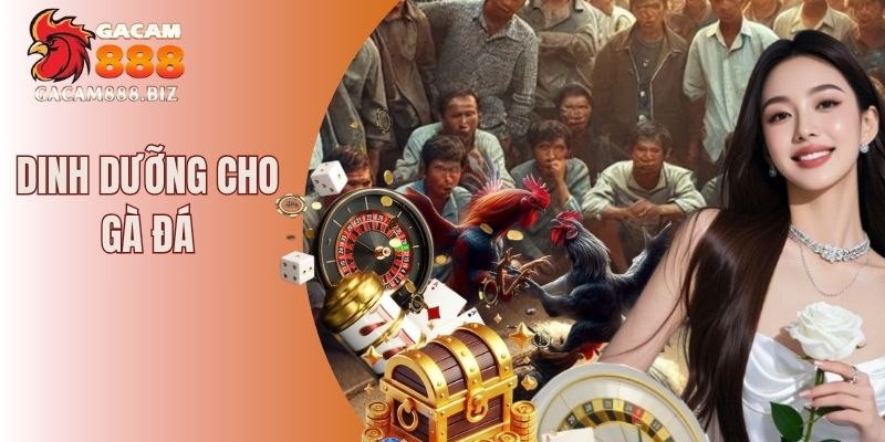dinh dưỡng cho gà đá