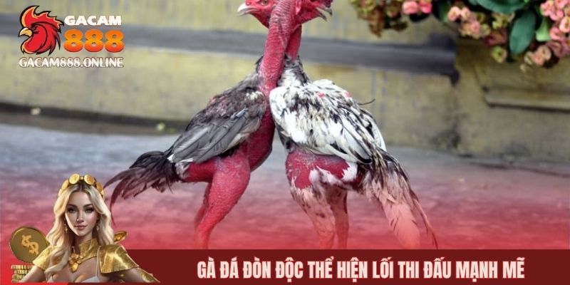 Gà đá đòn độc thể hiện lối thi đấu mạnh mẽ