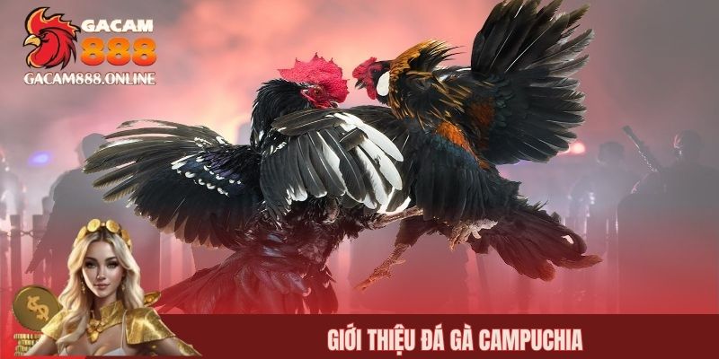 Giới thiệu đá gà Campuchia