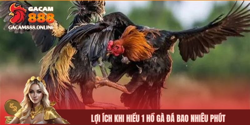Lợi ích khi hiểu 1 hồ gà đá bao nhiêu phút