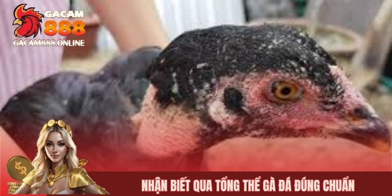 Nhận biết qua tổng thể gà đá đúng chuẩn