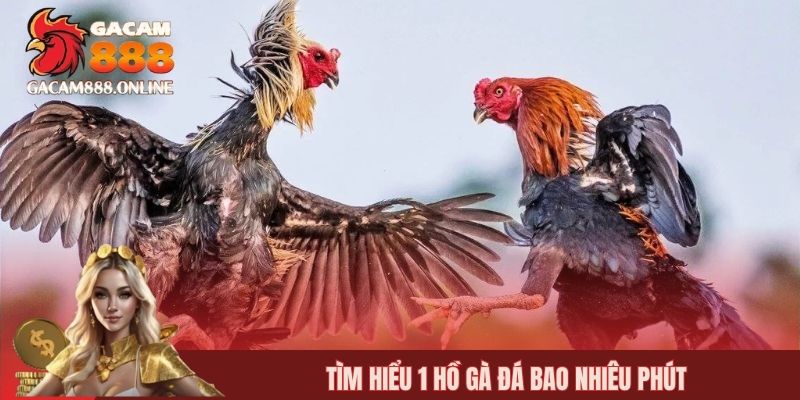 Tìm hiểu 1 hồ gà đá bao nhiêu phút