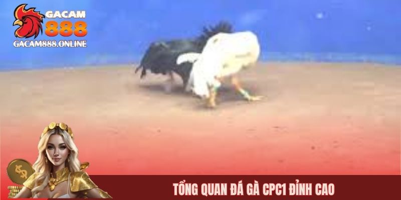 Tổng quan đá gà CPC1 đỉnh cao