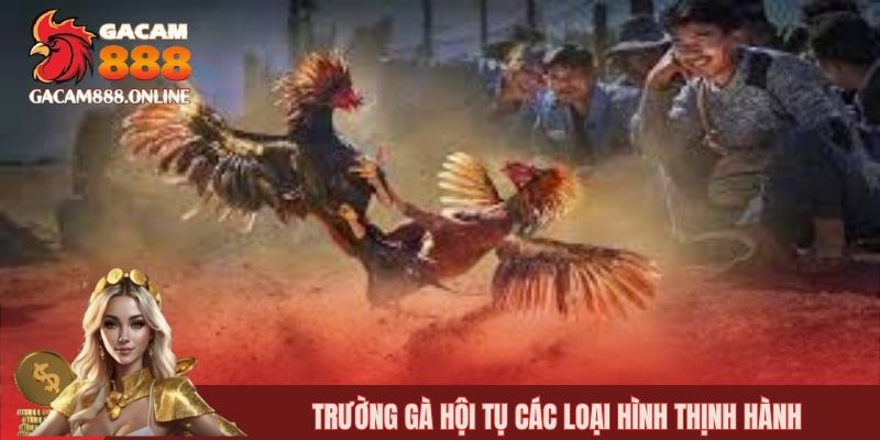 Trường gà hội tụ các loại hình thịnh hành
