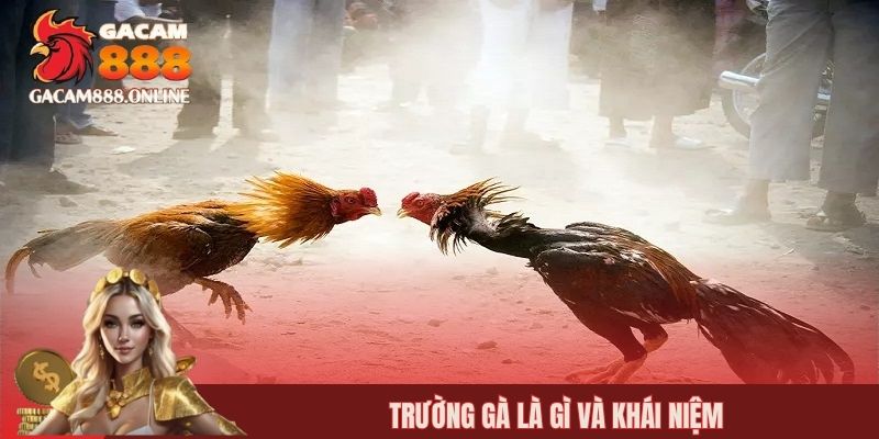 Trường gà là gì và khái niệm